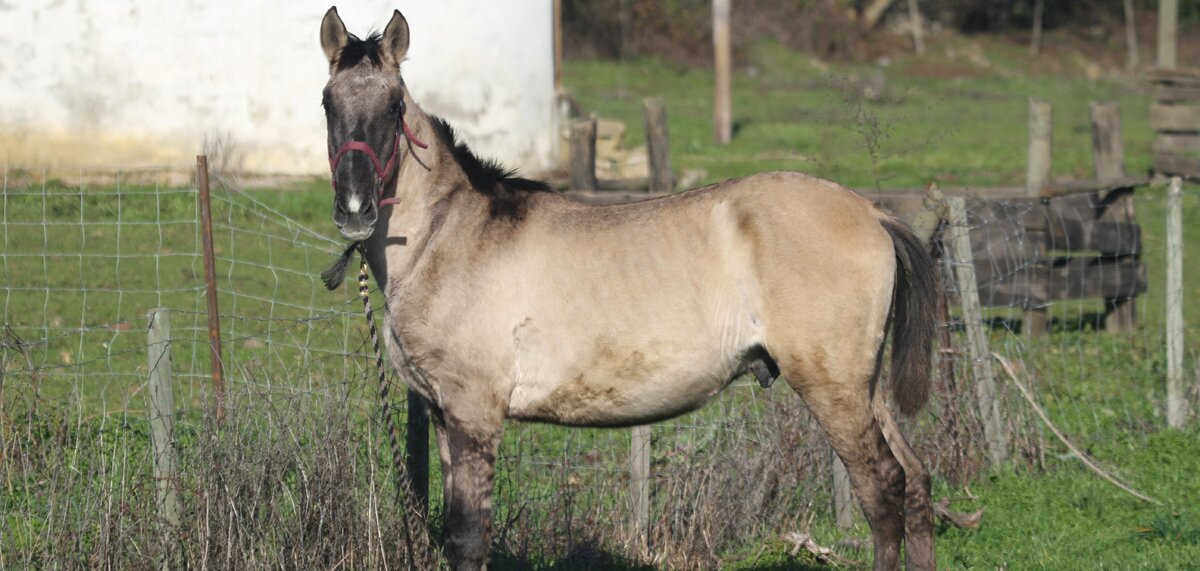 Passeio a Cavalo 