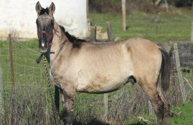 Passeio a Cavalo 